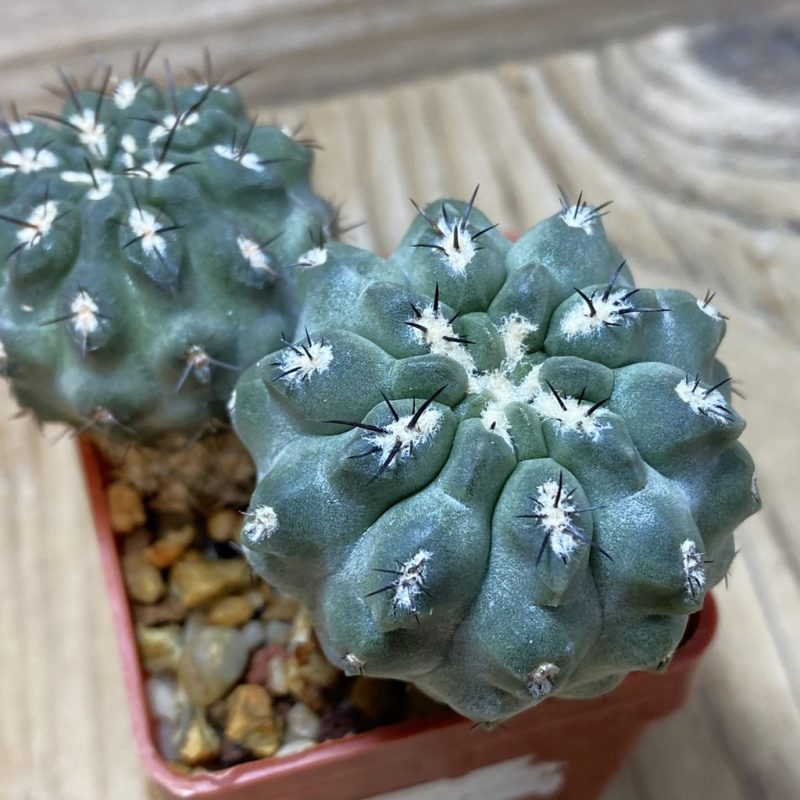 SH335 Neochilenia aff. jussieui -Los Hornos- , 2 plants