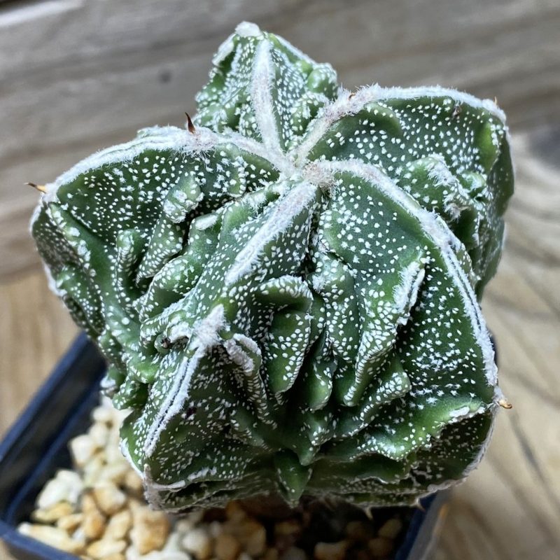 SH063 Astrophytum myriostigma 'Fukuryu'