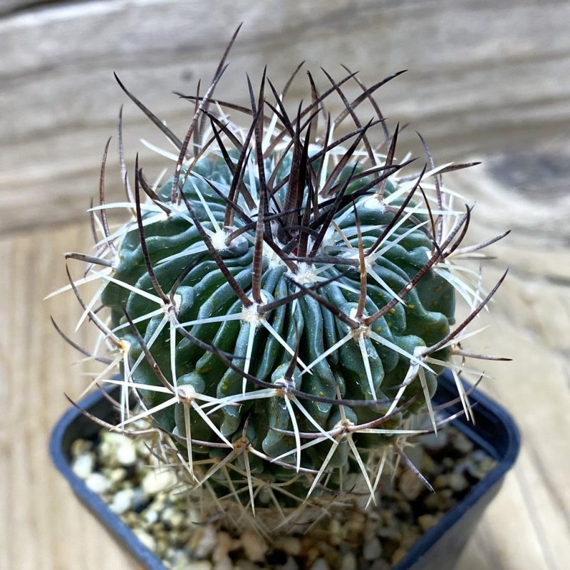 SH163 Stenocactus sp.