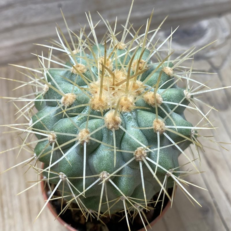 SH1116 Copiapoa haseltoniana GCG 15038, grafted