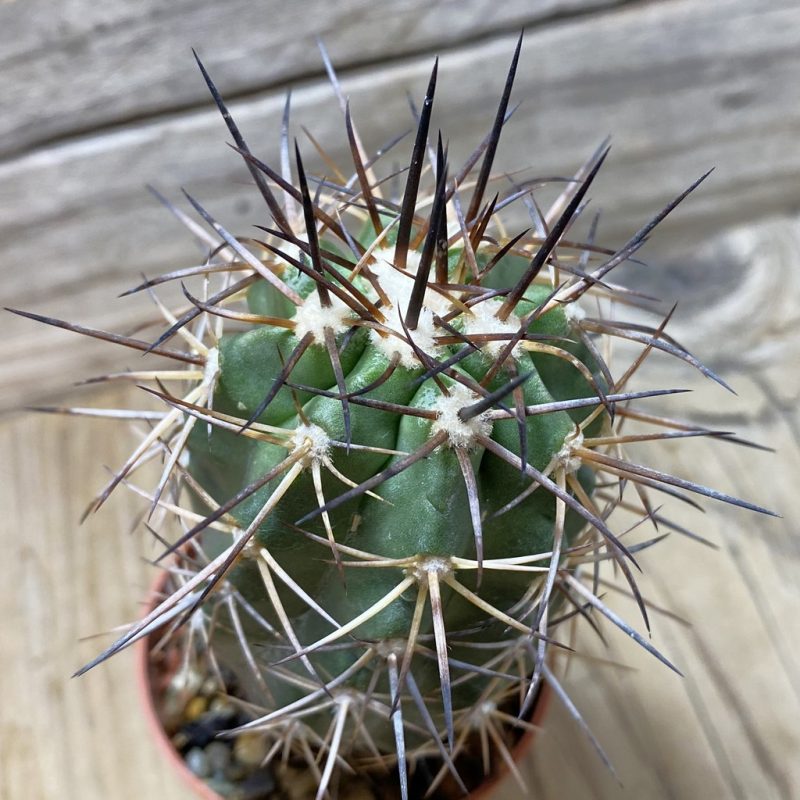 SH1124 Copiapoa coquimbana GCG 15005b , grafted