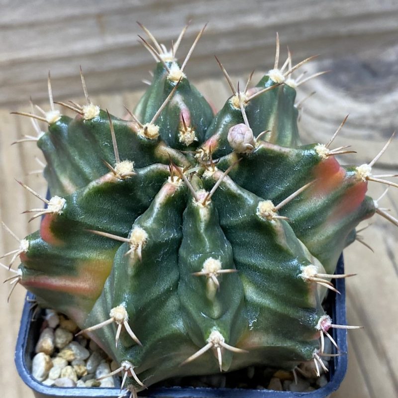 SH1196 Gymnocalycium mihanovichii f.variegata K-3
