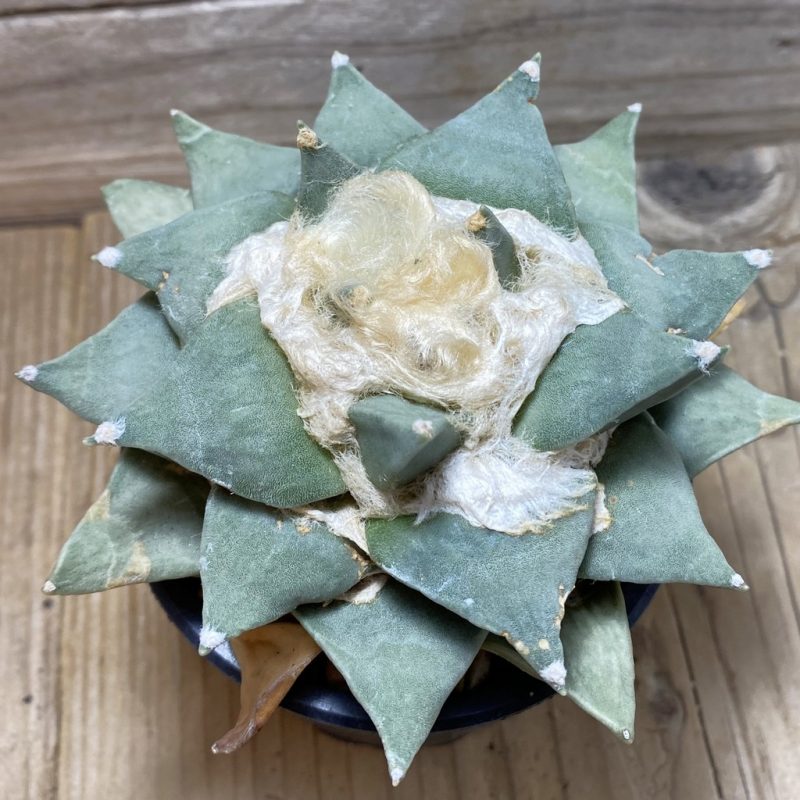 SH769 Ariocarpus retusus, own roots