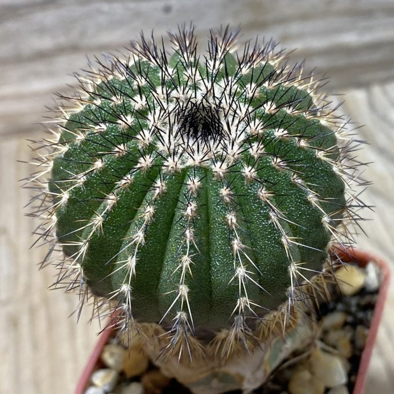 SH1370 Uebelmannia pectinifera v. multicostata R38, grafted