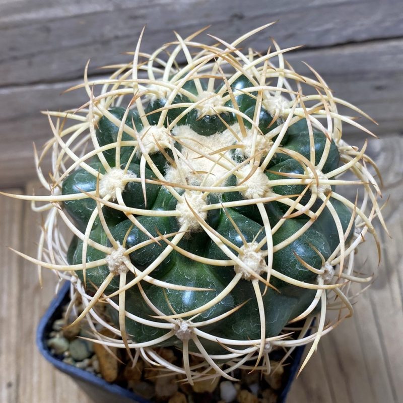 SH1388 Discocactus zehntneri ssp. mirohalfarii MH912, grafted -Juazeiro do Piaui-