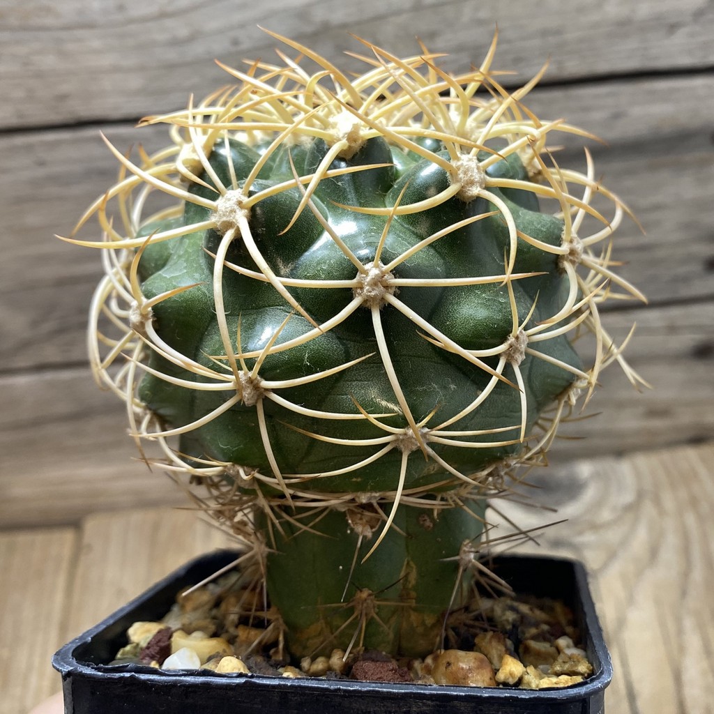 SH1388 Discocactus zehntneri ssp. mirohalfarii MH912, grafted -Juazeiro do Piaui- - Image 2