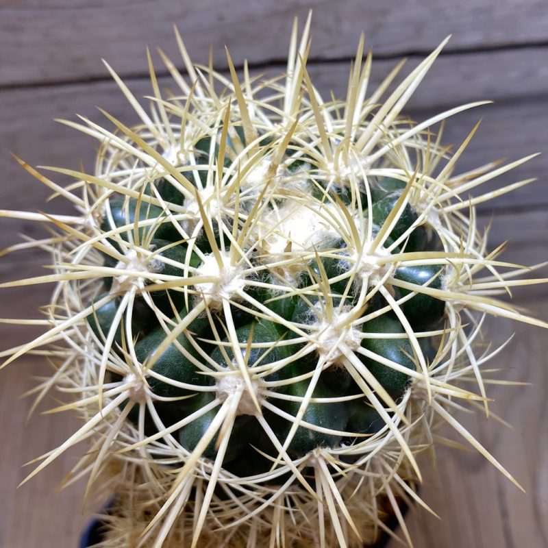 SH1400 Discocactus zehntneri MH 836, grafted -405 m/m Tanquinho, Brazilia-