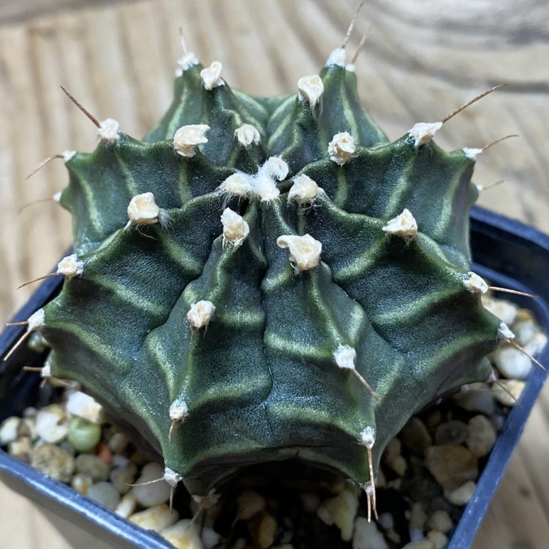 SH1413 Gymnocalycium mihanovichii ‘Peter Pan’