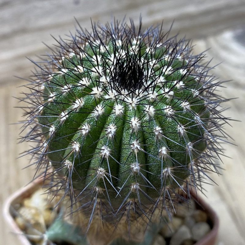 SH1403 Uebelmannia pectinifera v. multicostata RNK10 R161, grafted -Boa Vista-