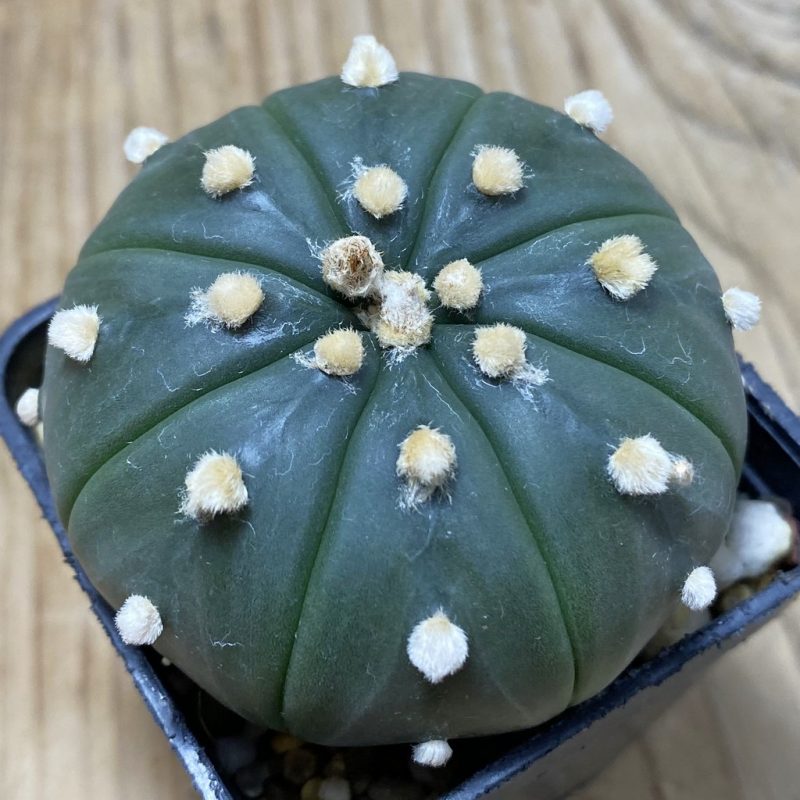 SH1442 Astrophytum asterias ‘Purple Skin’