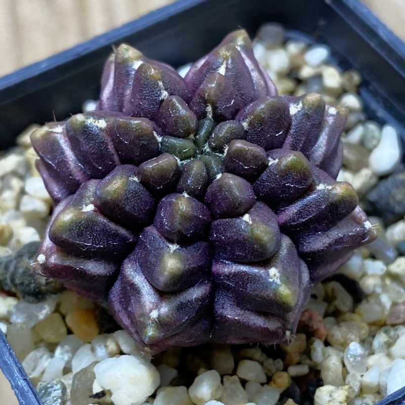 SH1448 Gymnocalycium mihanovichii ‘Day Dream’, seedling