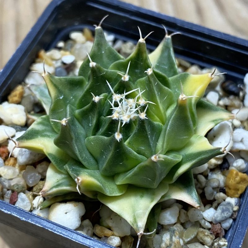 SH3006 Obregonia denegrii f. variegata