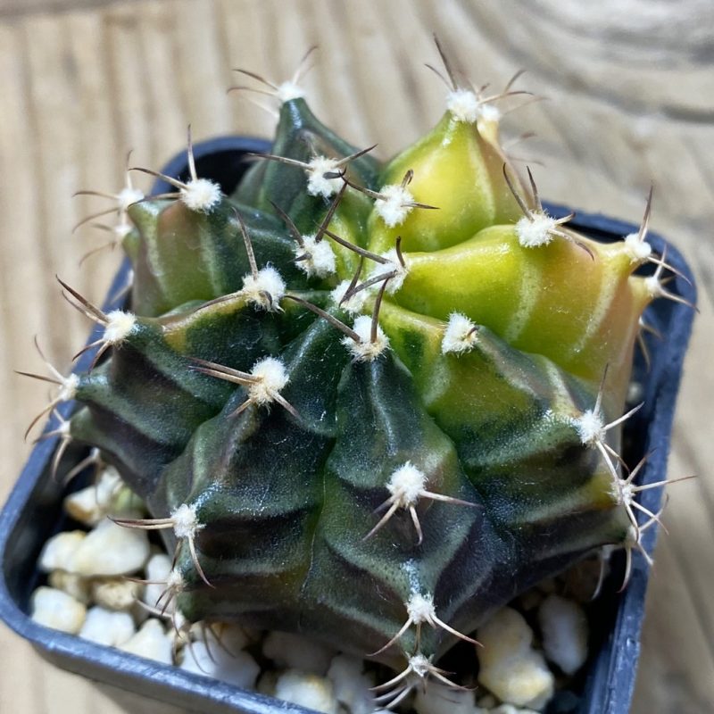 SH3207 Gymnocalycium mihanovichii ‘Sepia’, seedling