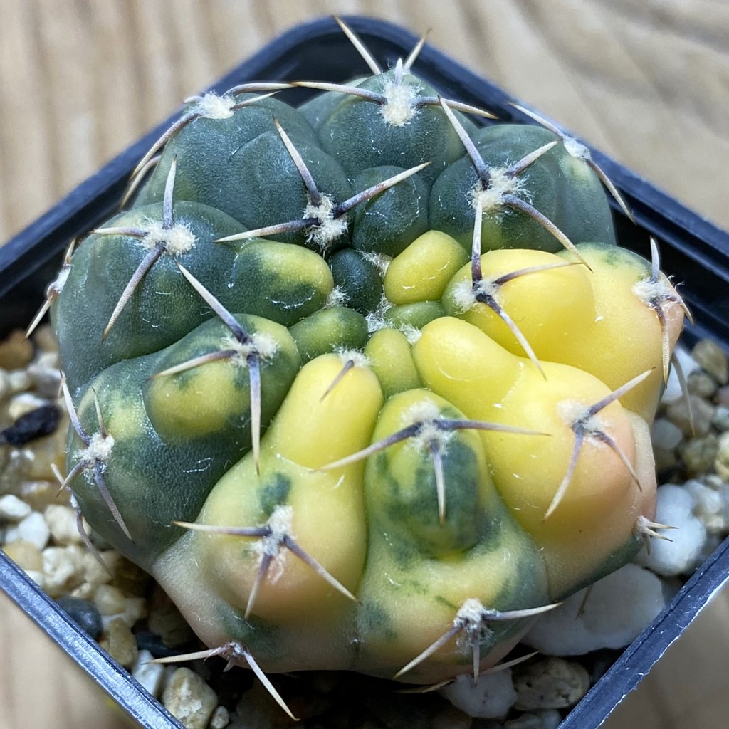 SH3237 Gymnocalycium stellatum f. variegata, seedling