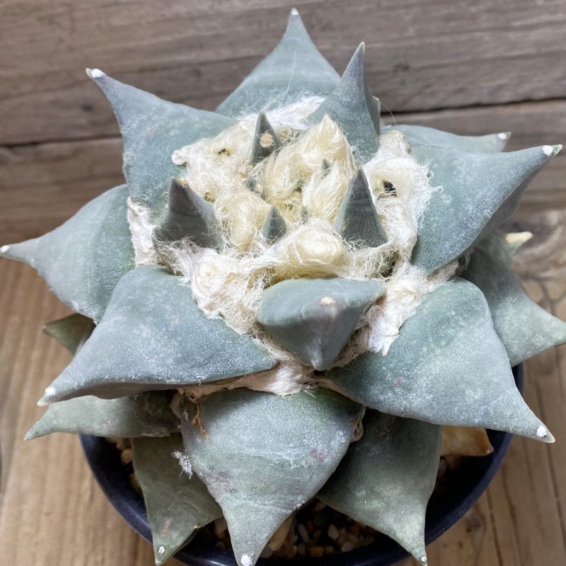 SH778 Ariocarpus retusus, own roots