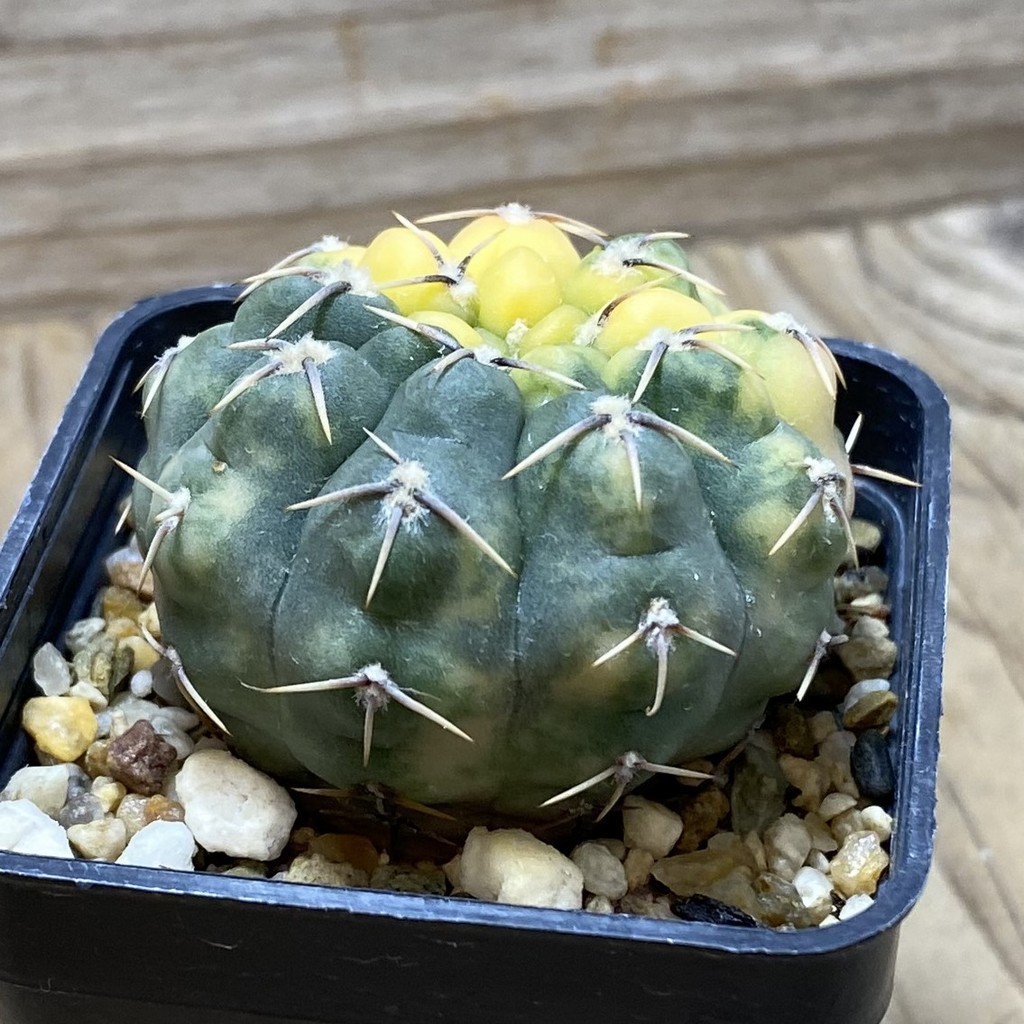 SH3237 Gymnocalycium stellatum f. variegata, seedling - Image 2