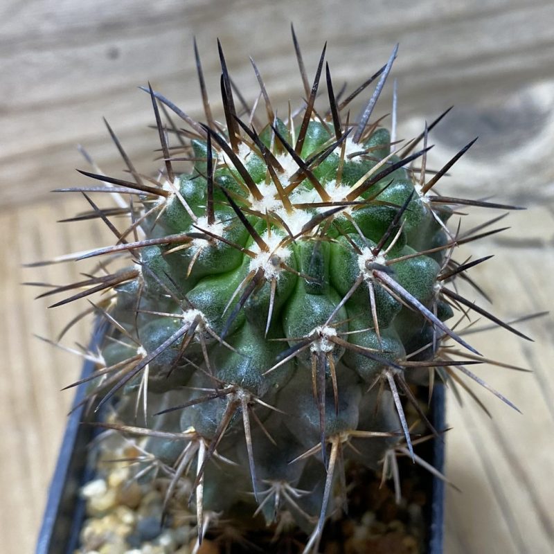 SH3299 Copiapoa aff. echinoides, grafted