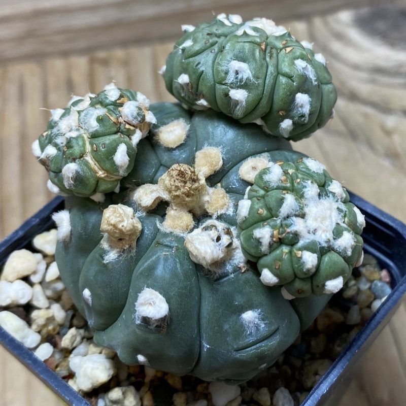 SH3343 Astrophytum asterias ‘Kikko Lizard Skin’