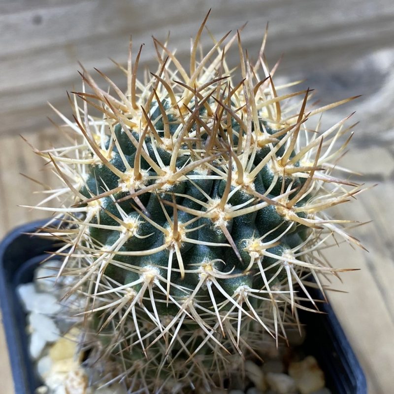 SH3474 Neoporteria eriosyzoides