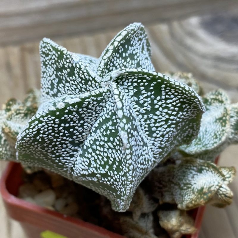 SH3423 Astrophytum myriostigma 'Onzuka' hybrid