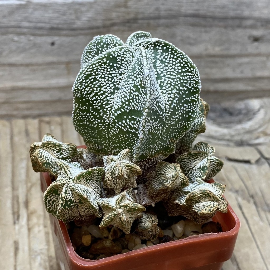 SH3423 Astrophytum myriostigma 'Onzuka' hybrid - Image 2