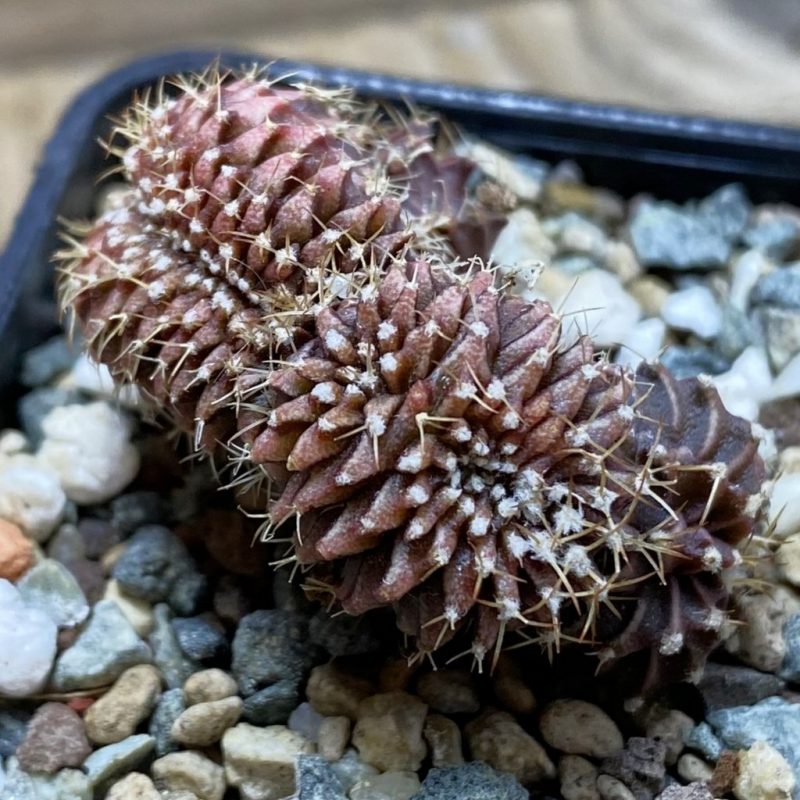 SH26222 Gymnocalycium mihanovichii f. cristata, seedling