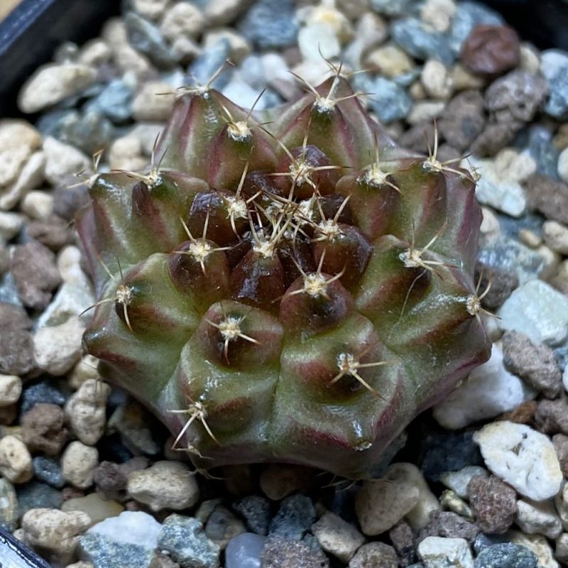 SH26223 Gymnocalycium mihanovichii ‘Neon’ hybrid, seedling