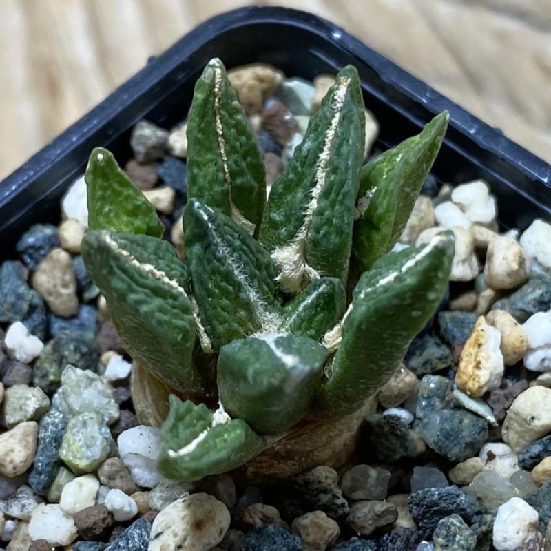 SH26224 Ariocarpus kotschoubeyanus hybrid, own roots