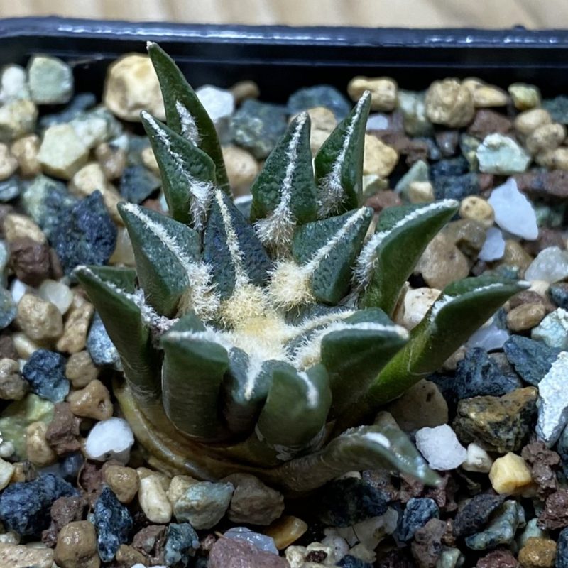SH26225 Ariocarpus kotschoubeyanus hybrid, own roots