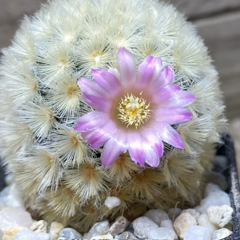 SH26229 Mammillaria carmenae hybrid