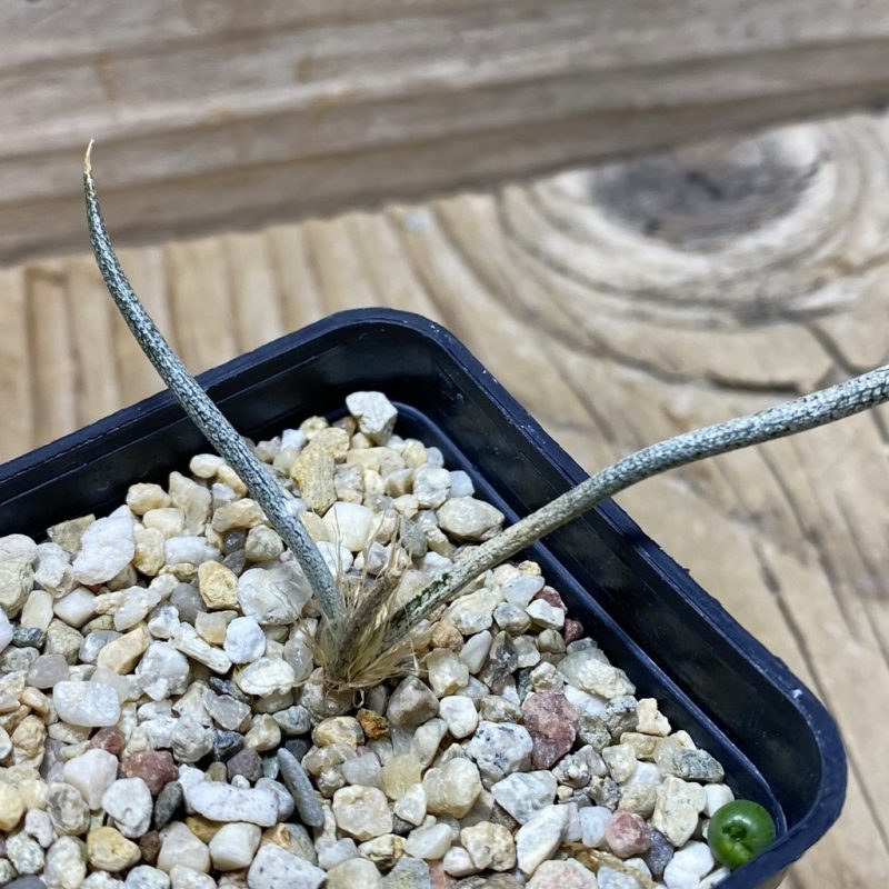 SH26230 Astrophytum caput-medusae, seedling