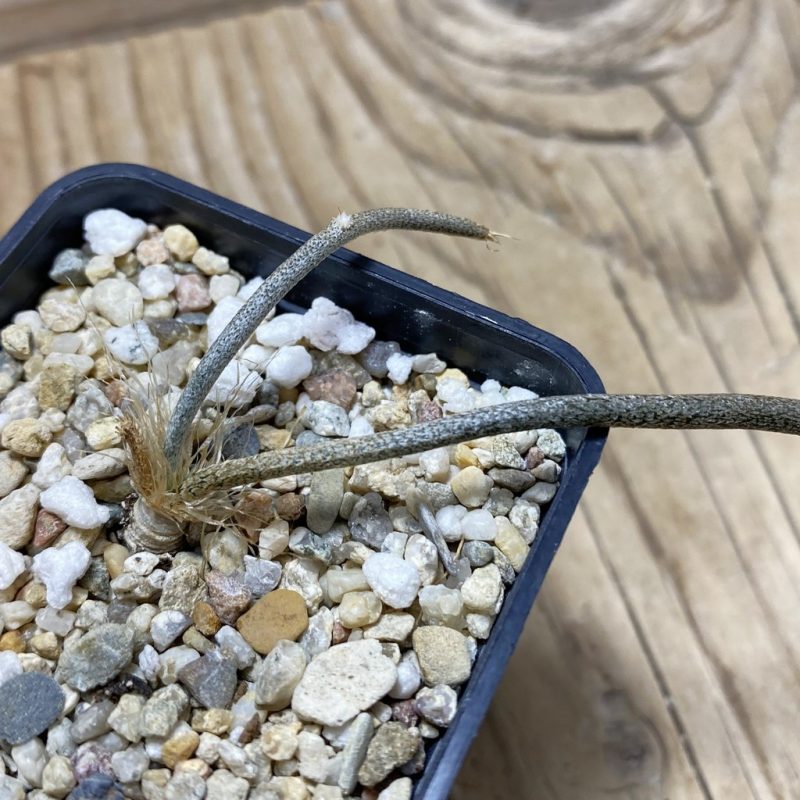 SH26231 Astrophytum caput-medusae, seedling