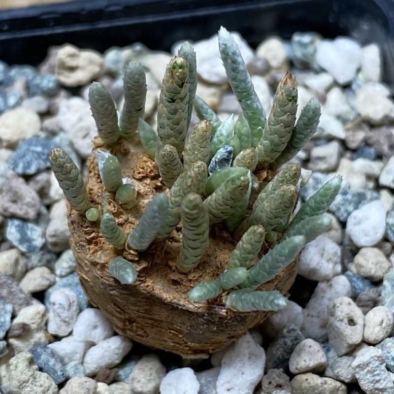 SH26233 Avonia alstonii