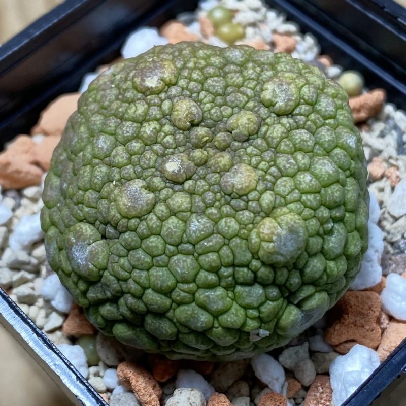 SH26194 Pseudolithos migiurtinus