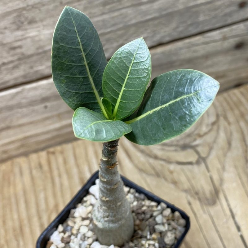 SH26243 Adenium arabicum ‘Black Body’