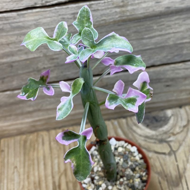 SH26245 Senecio articulatus f. variegata