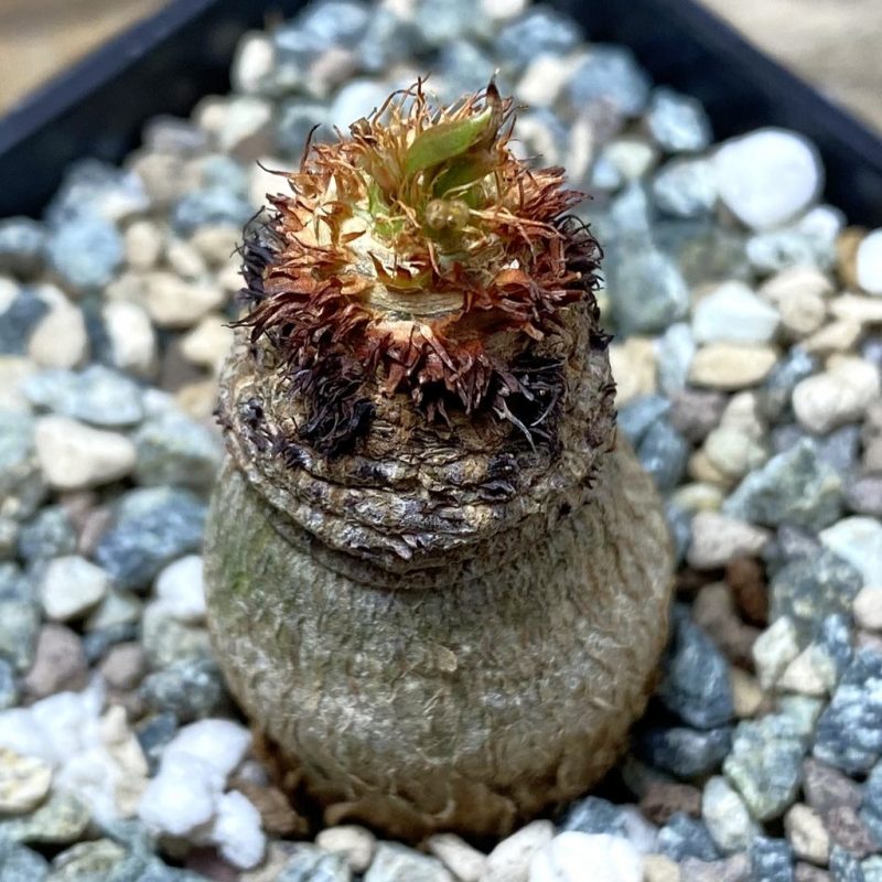 SH26246 Euphorbia ramena