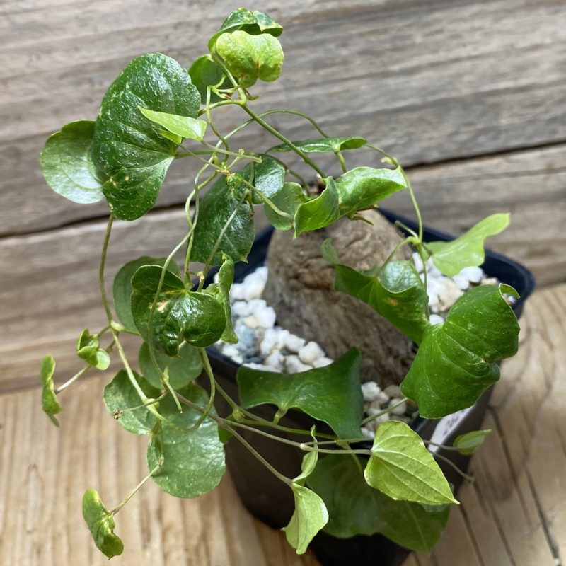 SH26249 Dioscorea sylvatica