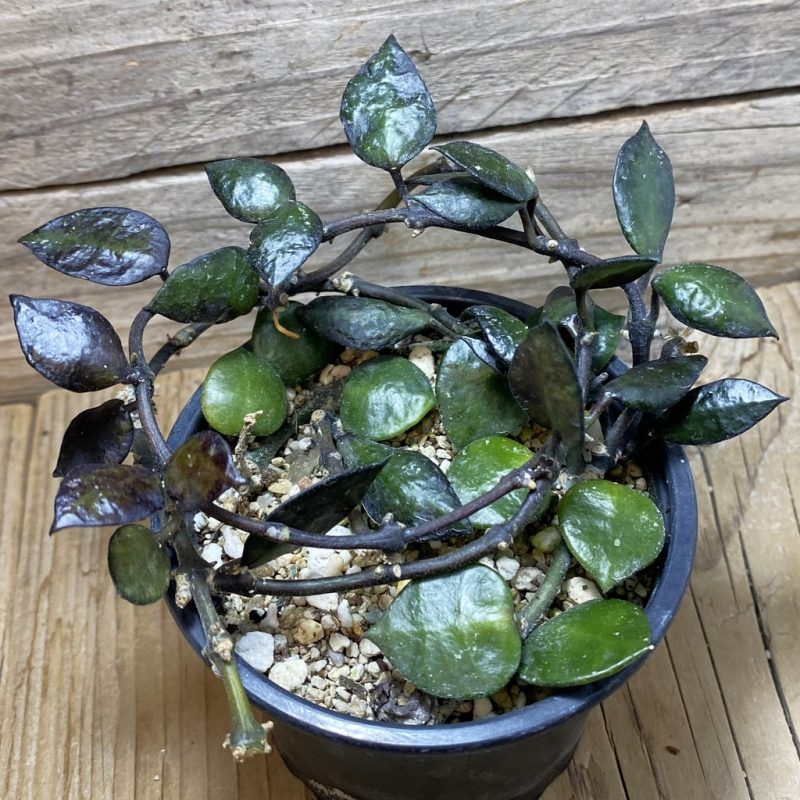 SH26250 Hoya krohniana 'Black Leaves'