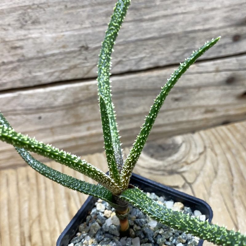 SH26253 Aloe delicatifolia