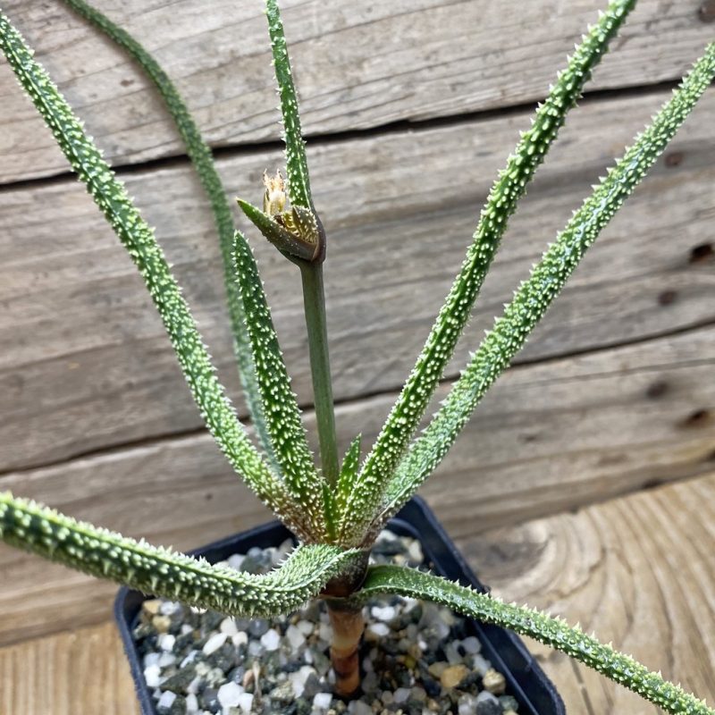 SH26254 Aloe delicatifolia