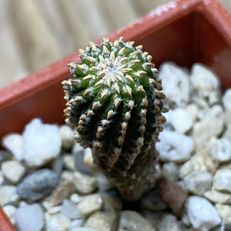 SH26196 Geohintonia neomexicana, seedling