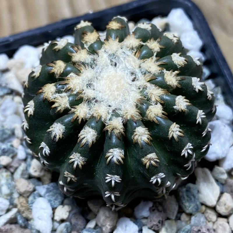SH26197 Discocactus horstii
