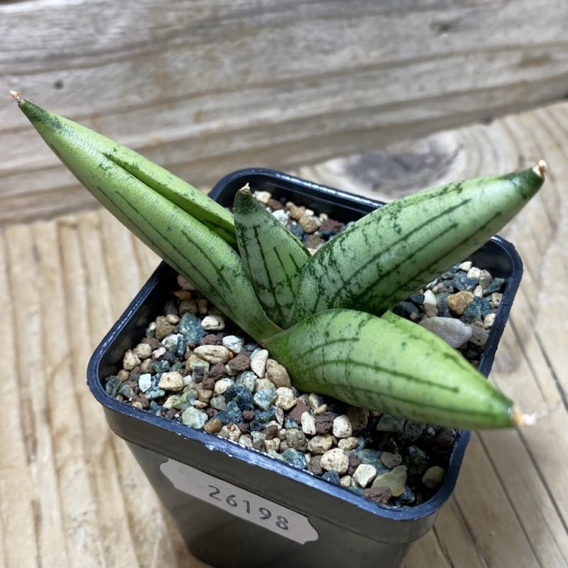 SH26198 Sansevieria 'Rookie'