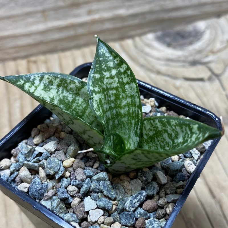 SH26199 Sansevieria 'Rookie'