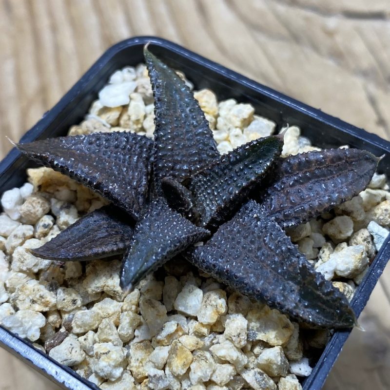 SH26200 Haworthia koelmaniorum