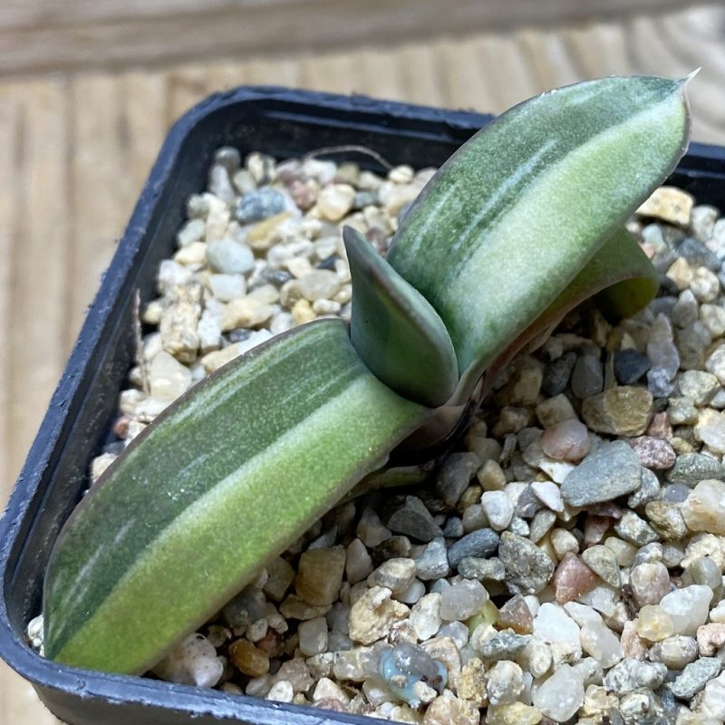 SH26201 Gasteria glomerata f. variegata, seedling