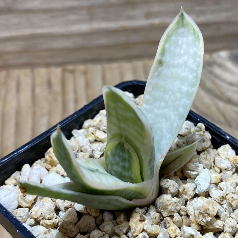 SH26202 Gasteria 'Sakura Fuji'