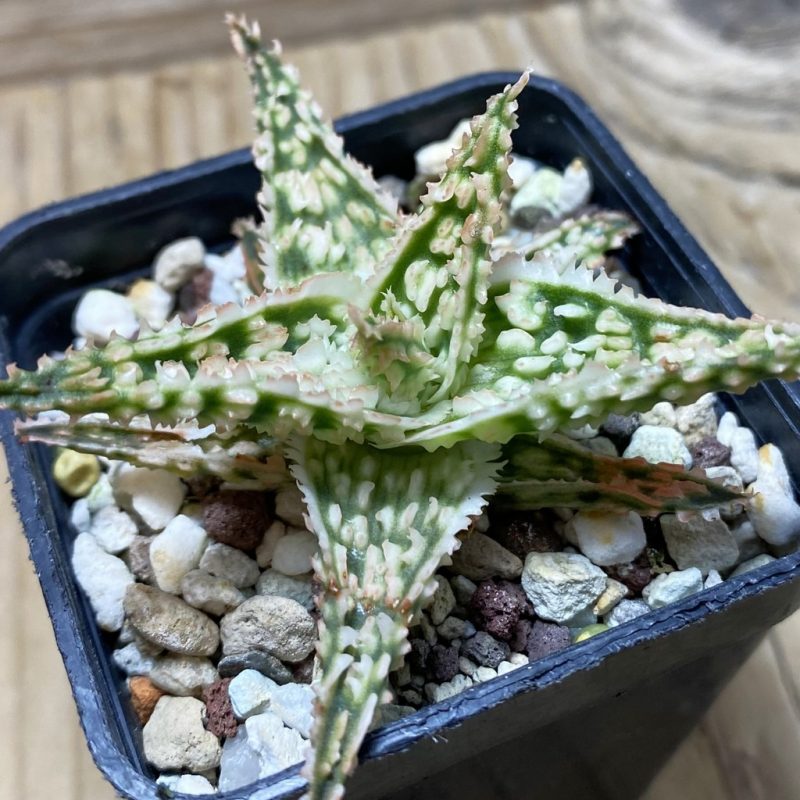 SH26204 Aloe TCT hybrid