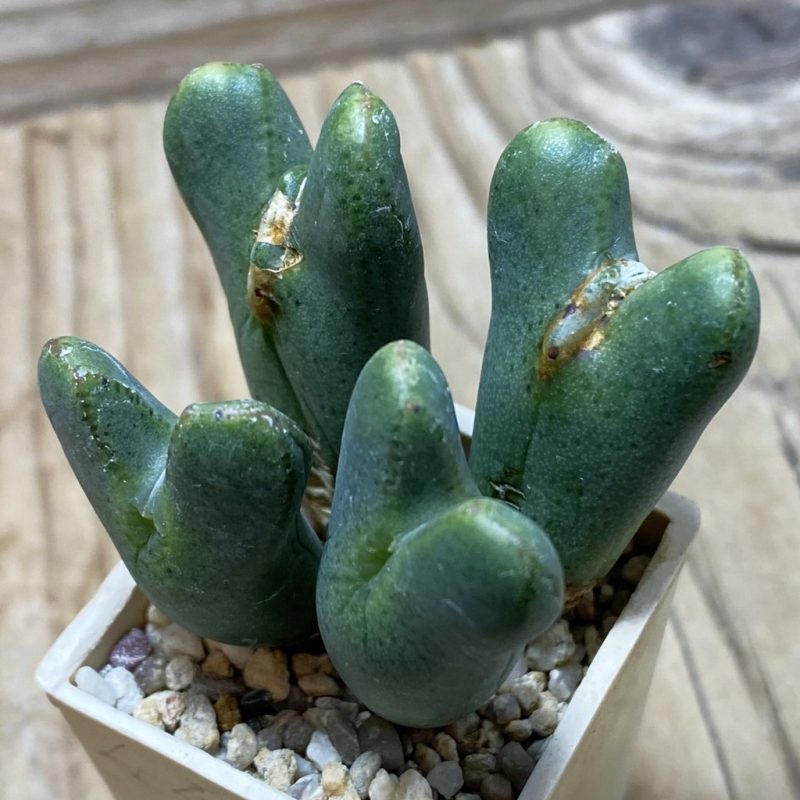 SH26191 Conophytum bilobum ssp. elishae x ssp. lacteum, purple flower
